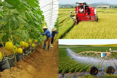 Trắc nghiệm KTPL 10 Bài 2: Các chủ thể của nền kinh tế